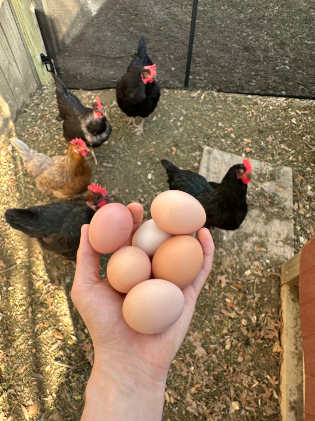 Fresh eggs!