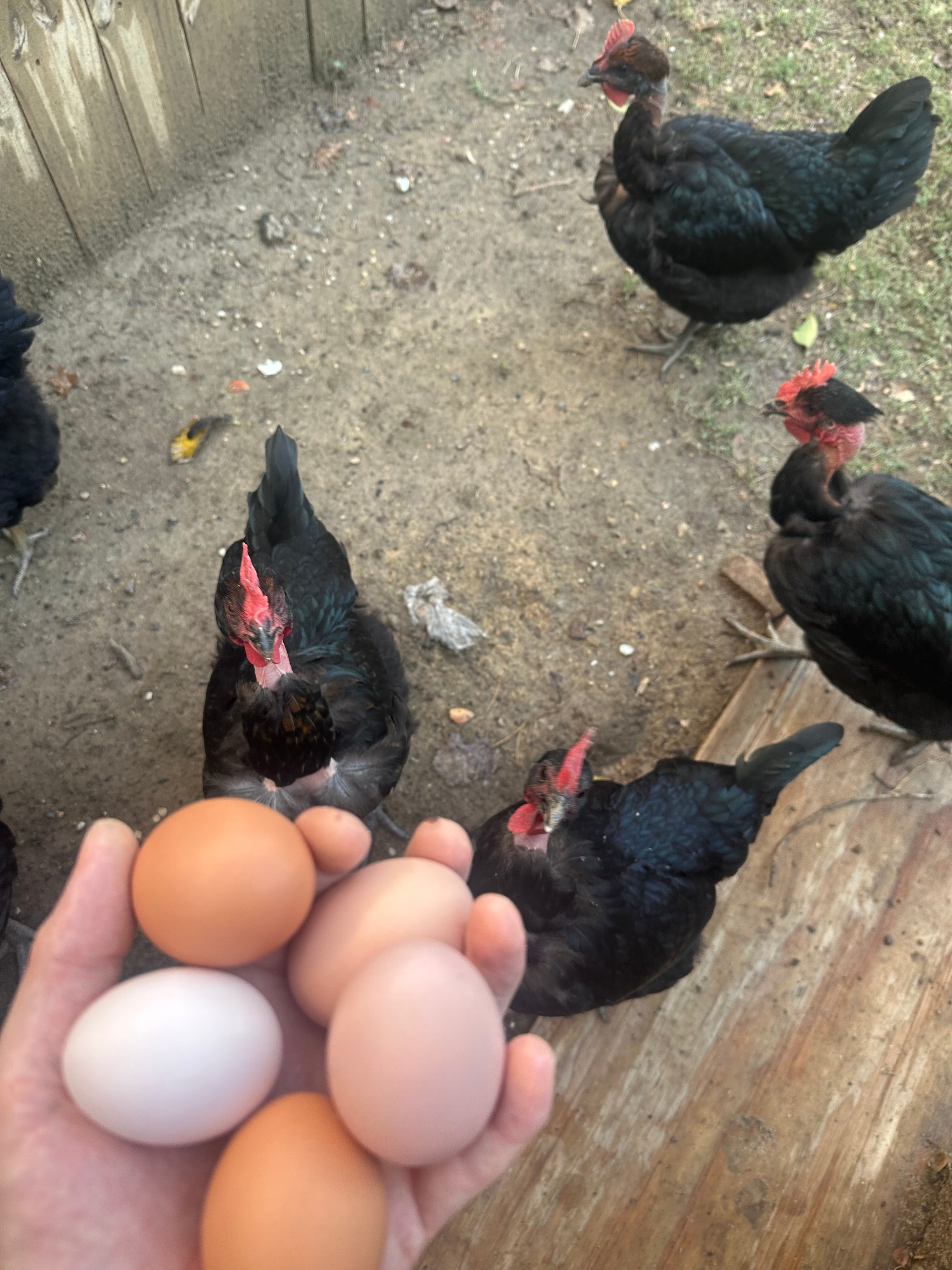 Fresh eggs!