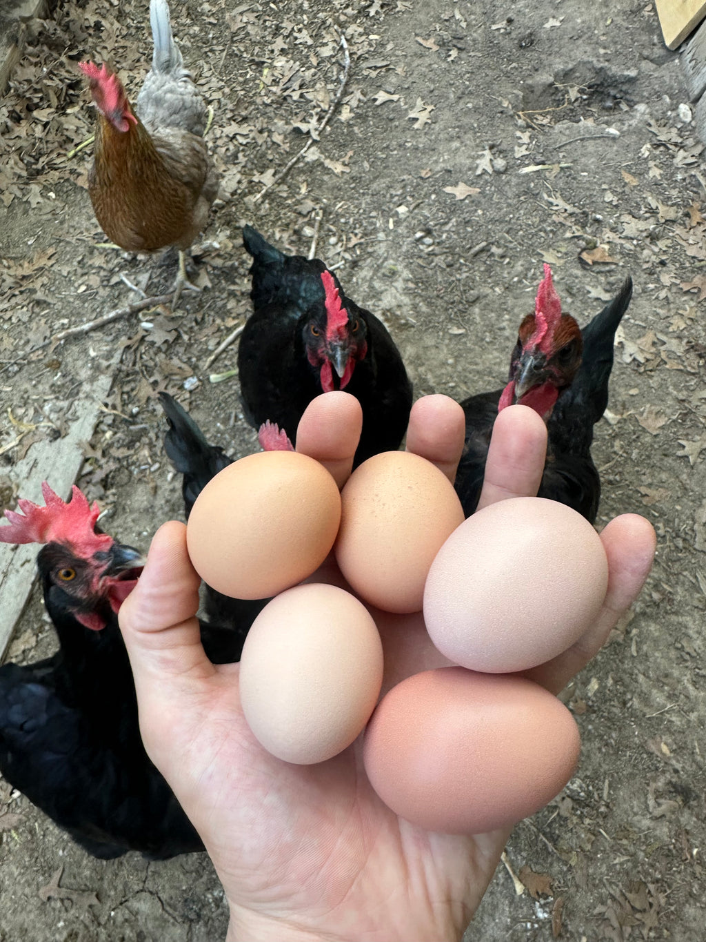 Fresh eggs!