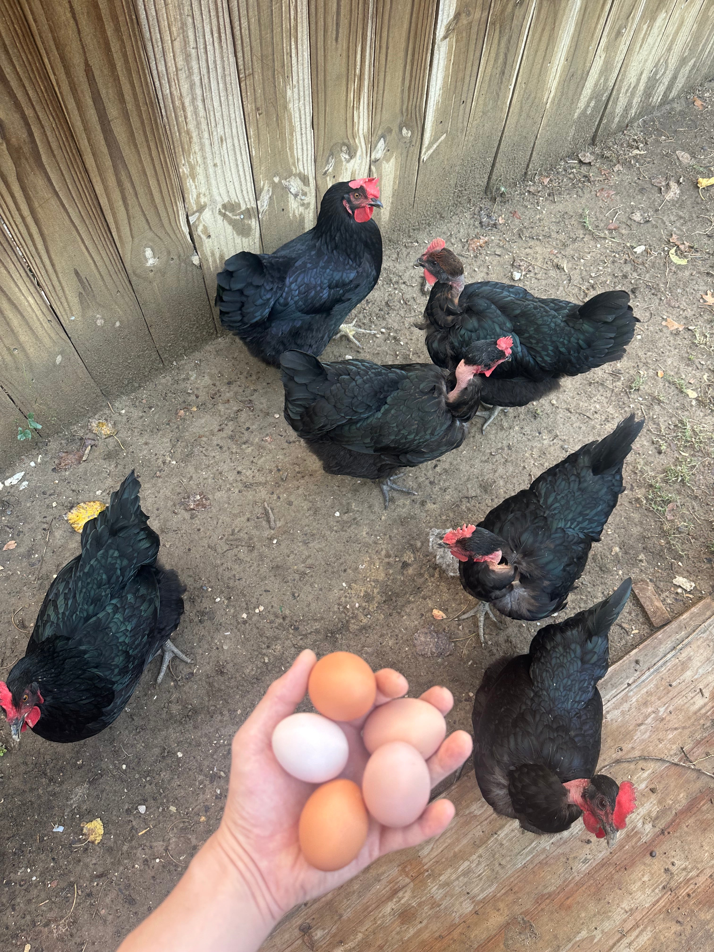 Fresh eggs!