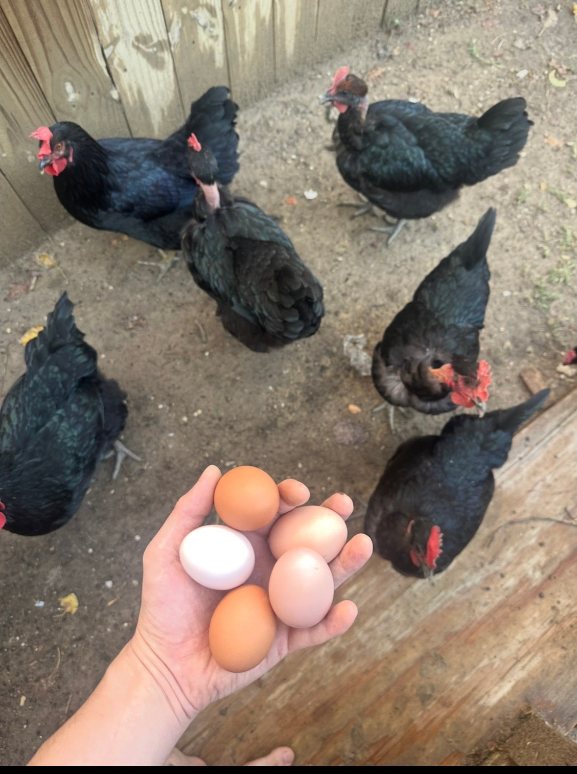 Fresh eggs!